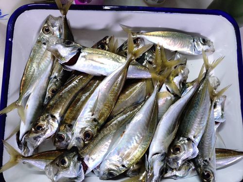 アジの釣果