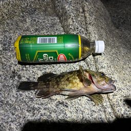 カサゴ