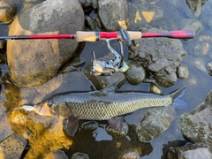ニゴイの釣果