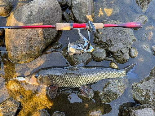 ニゴイの釣果