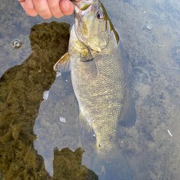 スモールマウスバス