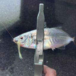 アジ