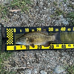 スモールマウスバス