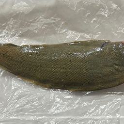シタビラメ