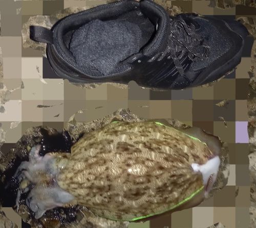コウイカの釣果