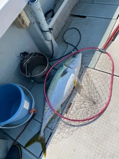 ブリの釣果