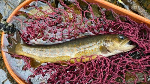 ヤマトイワナの釣果