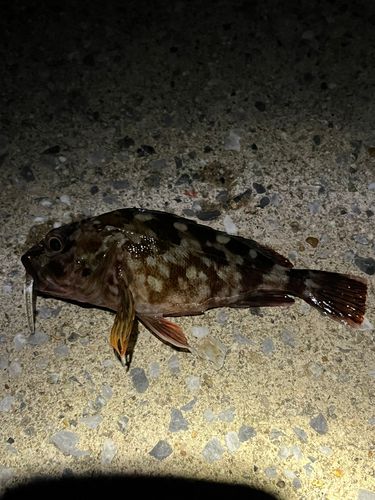 カサゴの釣果