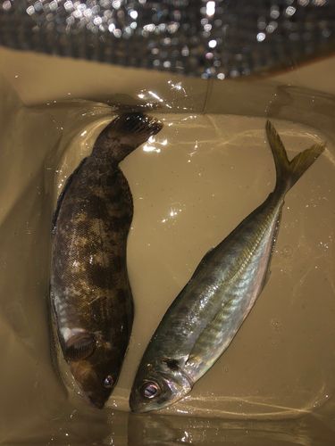 アイナメの釣果