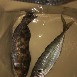 アイナメ