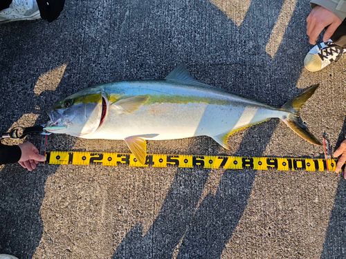 ヒラマサの釣果