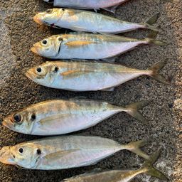 アジ