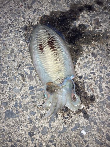 コウイカの釣果