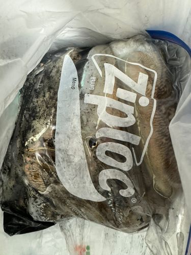 コウイカの釣果