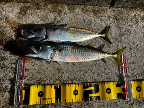 サバの釣果