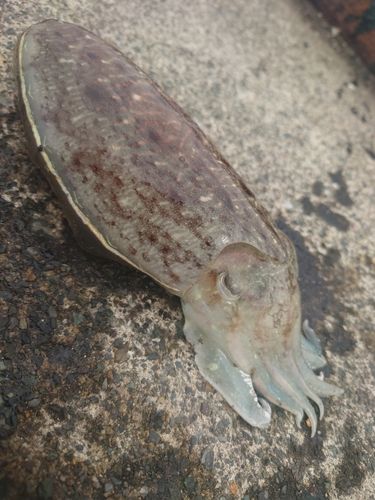 ハリイカの釣果