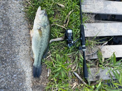 ブラックバスの釣果