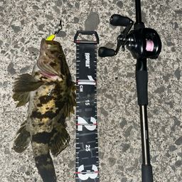 ベッコウゾイ