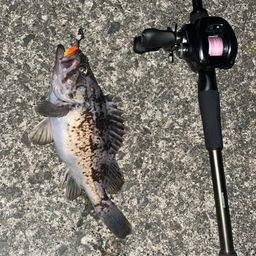 クロソイ
