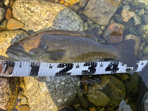 スモールマウスバスの釣果