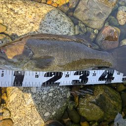 スモールマウスバス