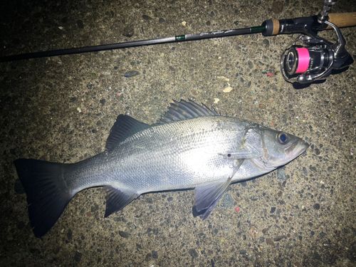 ヒラスズキの釣果
