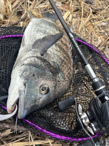 キビレの釣果
