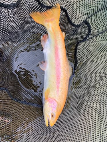 トラウトの釣果