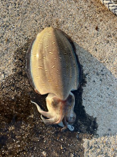 コウイカの釣果