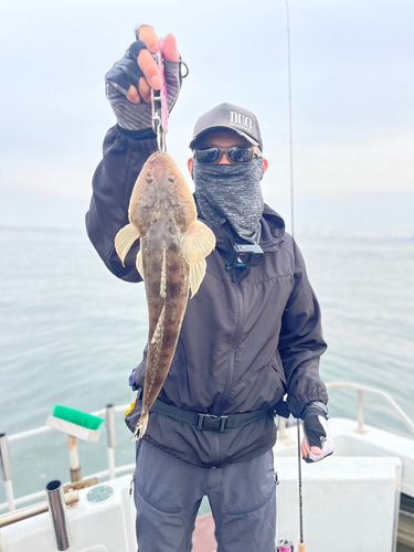 マゴチの釣果