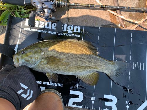 スモールマウスバスの釣果