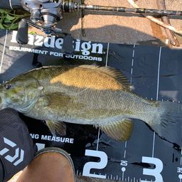 スモールマウスバス