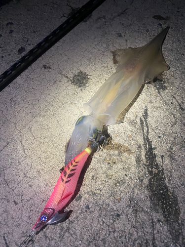 ヤリイカの釣果