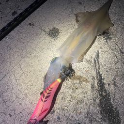 ヤリイカ