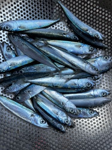 サバの釣果