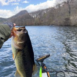 ラージマウスバス