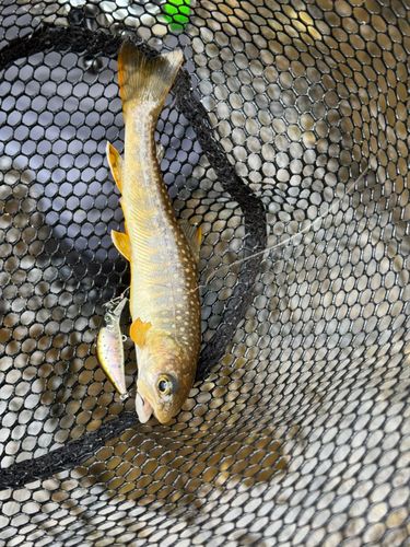イワナの釣果