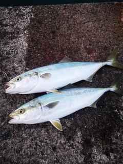 ハマチの釣果