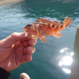 カサゴ