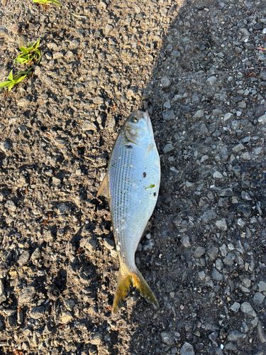 コノシロの釣果