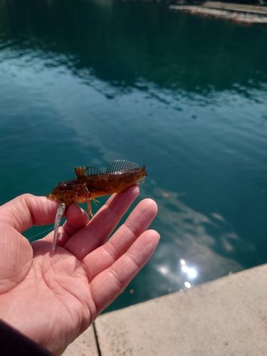 ハゼの釣果