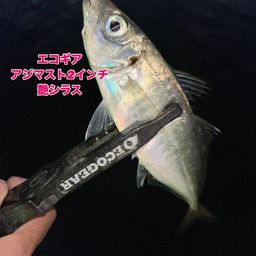 アジ