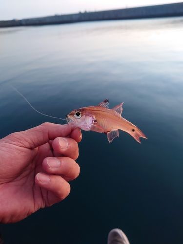 ネンブツダイの釣果