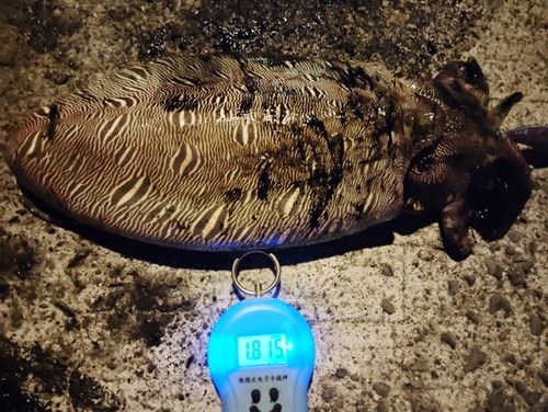 モンゴイカの釣果