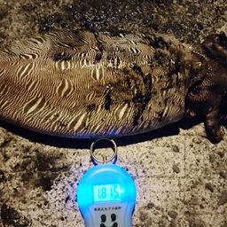 モンゴイカ
