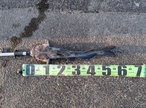 アメリカナマズの釣果