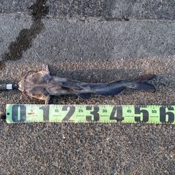 アメリカナマズ