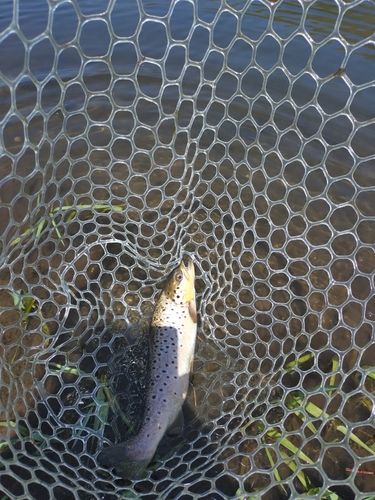 ニジマスの釣果