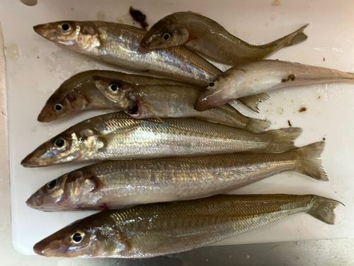キスの釣果
