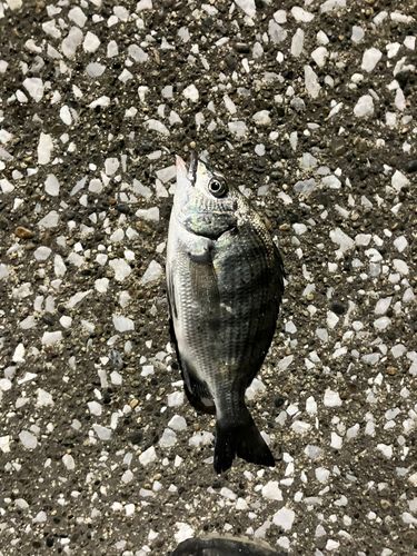 チンチンの釣果